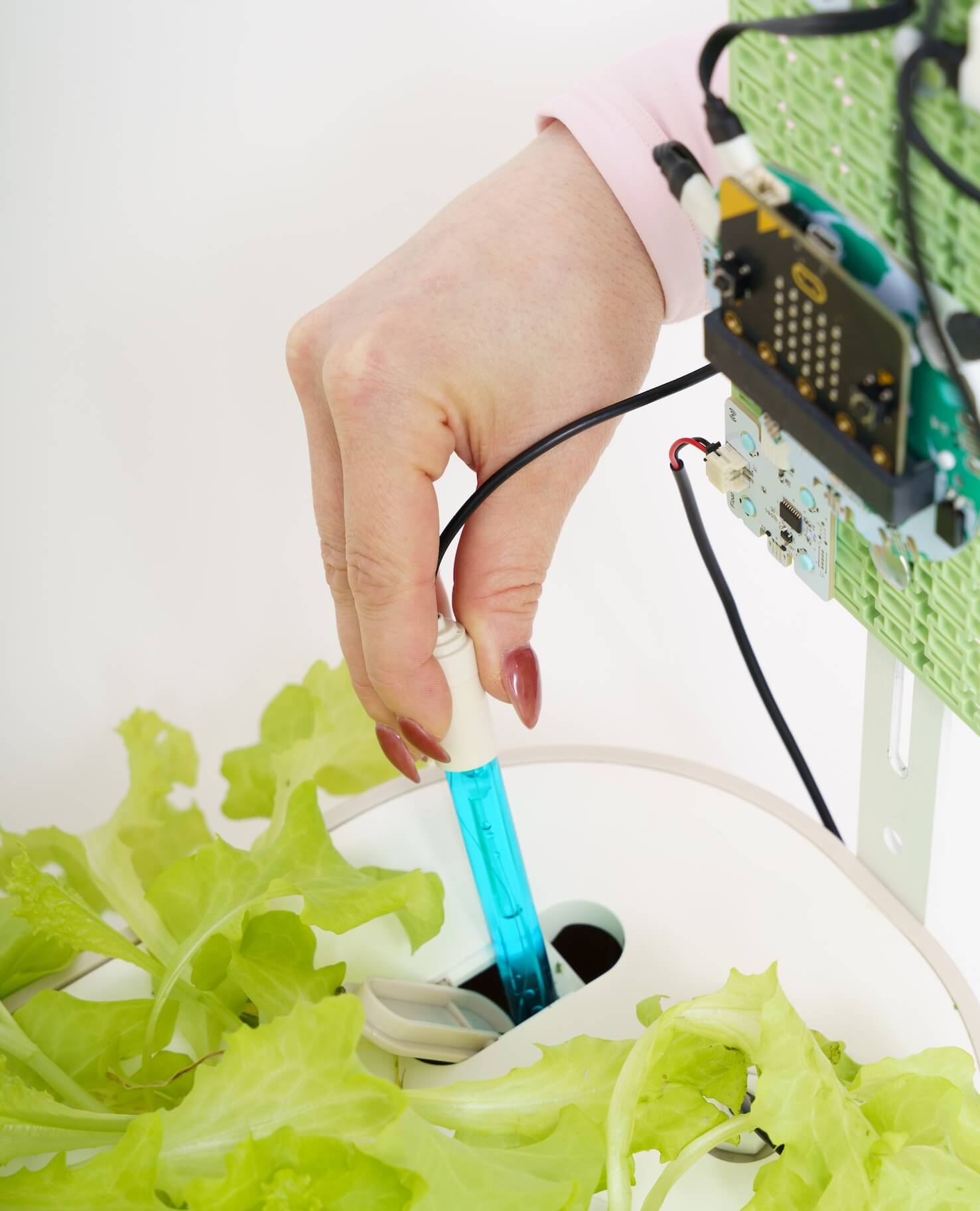 A close-up showing a hand inserting a blue electronic sensor into a hydroponic growing system filled with green lettuce leaves. In the background, a micro:bit controller is mounted on a green modular frame, connected by wires to the automated system.